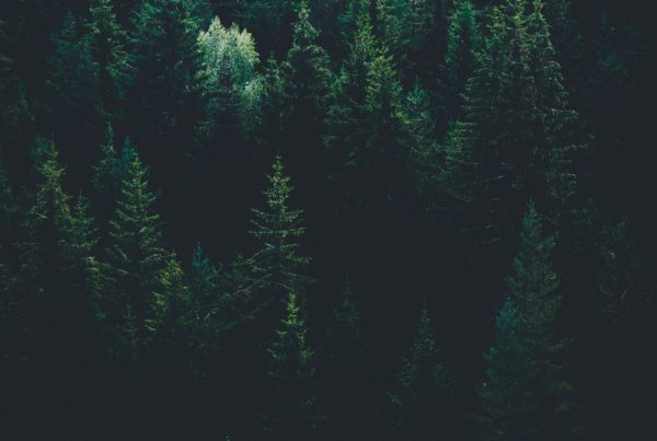 Stock image of an aerial view of a forest