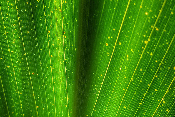 Close up image of some kind of greenery