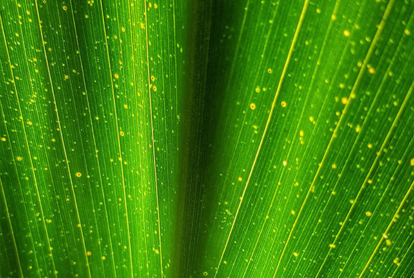 Close up image of some kind of greenery