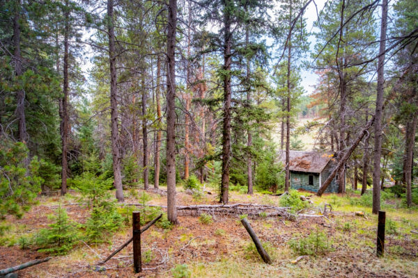 Exterior photo of the property showing the wooded area around one of the cabins